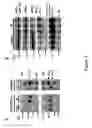 Fig. 06 - A PEPTIDE OR COLLECTION OF PEPTIDES DERIVED FROM AMYLOID PRECURSOR PROTEIN