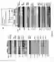 Fig. 07 - A PEPTIDE OR COLLECTION OF PEPTIDES DERIVED FROM AMYLOID PRECURSOR PROTEIN
