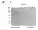 Fig. 16 - CONJUGATE AND USE THEREOF