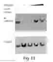 Fig. 22 - STABILIZED POLYPEPTIDE INSULIN RECEPTOR MODULATORS
