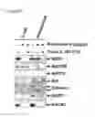 Fig. 06 - MZB1, a novel B cell factor, and uses thereof