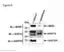 Fig. 07 - MZB1, a novel B cell factor, and uses thereof