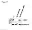 Fig. 22 - MZB1, a novel B cell factor, and uses thereof