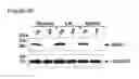 Fig. 41 - MZB1, a novel B cell factor, and uses thereof
