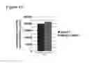 Fig. 43 - MZB1, a novel B cell factor, and uses thereof