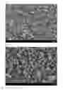 Fig. 03 - Nitride fluorescent material, method of producing nitride fluorescent material and light emitting device