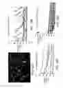 Fig. 22 - Development of spinal cord on a microfluidic chip