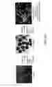 Fig. 23 - Development of spinal cord on a microfluidic chip