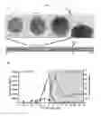 Fig. 04 - 3D microphysiologic system