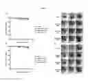 Fig. 10 - 3D microphysiologic system