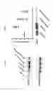 Fig. 17 - 3D microphysiologic system