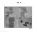 Fig. 34 - 3D microphysiologic system