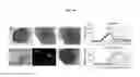 Fig. 42 - 3D microphysiologic system