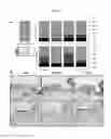 Fig. 46 - 3D microphysiologic system