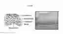 Fig. 51 - 3D microphysiologic system