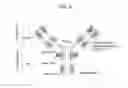 Fig. 05 - Method for detecting monoclonal antibody using mass spectrometry
