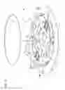 Fig. 08 - Tubing for equalizing lengths of fiber optic ribbons of a ribbon stack in distribution frames/cabinets/trays