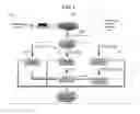 Fig. 02 - System for Synthesizing Financial Transaction Parameters and Method of Executing Financial Transactions Based Thereon