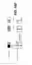 Fig. 20 - Method and apparatus for increasing perceived display resolutions from an input image