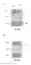 Fig. 08 - Methods of forming magnetic memory cells, and methods of forming arrays of magnetic memory cells