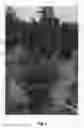 Fig. 02 - Raspberry plant named 'NN12026'