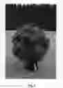 Fig. 03 - Raspberry plant named 'NN12026'