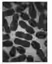 Fig. 01 - Wolffia plant named 'MANKAI'