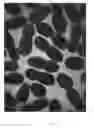 Fig. 02 - Wolffia plant named 'MANKAI'