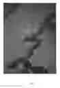 Fig. 07 - Wolffia plant named 'MANKAI'