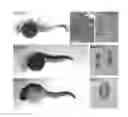 Fig. 02 - Chimeric gene constructs for generation of fluorescent transgenic ornamental fish