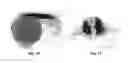 Fig. 03 - Chimeric gene constructs for generation of fluorescent transgenic ornamental fish