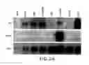 Fig. 04 - Chimeric gene constructs for generation of fluorescent transgenic ornamental fish