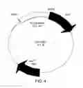 Fig. 07 - Chimeric gene constructs for generation of fluorescent transgenic ornamental fish