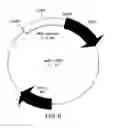 Fig. 08 - Chimeric gene constructs for generation of fluorescent transgenic ornamental fish