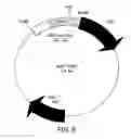 Fig. 09 - Chimeric gene constructs for generation of fluorescent transgenic ornamental fish