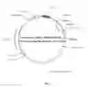 Fig. 02 - Recombinant constructs and transgenic fluorescent ornamental fish therefrom