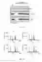 Fig. 04 - Transgenic mouse capable of spatial and temporal control of expression and site-specific modification of target protein, production method and uses thereof
