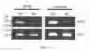 Fig. 16 - Transgenic mouse capable of spatial and temporal control of expression and site-specific modification of target protein, production method and uses thereof
