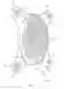 Fig. 08 - HAIR COLLECTION DEVICE