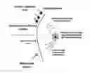 Fig. 01 - HANDHELD DEVICE AND MULTIMODAL CONTRAST AGENT FOR EARLY DETECTION OF HUMAN DISEASE