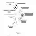 Fig. 02 - HANDHELD DEVICE AND MULTIMODAL CONTRAST AGENT FOR EARLY DETECTION OF HUMAN DISEASE