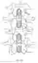 Fig. 07 - METHODS AND SYSTEMS FOR LATERALLY STABILIZED CONSTRAINT OF SPINOUS PROCESSES