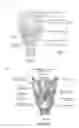 Fig. 02 - Methods and apparatus for treating glottic insufficiency