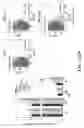 Fig. 147 - NOVEL COMPOSITIONS AND USES OF METFORMIN AGENTS
