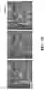 Fig. 152 - NOVEL COMPOSITIONS AND USES OF METFORMIN AGENTS