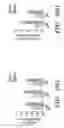 Fig. 35 - NOVEL COMPOSITIONS AND USES OF METFORMIN AGENTS
