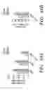 Fig. 46 - NOVEL COMPOSITIONS AND USES OF METFORMIN AGENTS