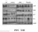 Fig. 79 - NOVEL COMPOSITIONS AND USES OF METFORMIN AGENTS