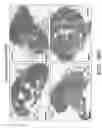 Fig. 83 - NOVEL COMPOSITIONS AND USES OF METFORMIN AGENTS