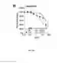 Fig. 13 - Compositions and methods for treatment of prostate cancer